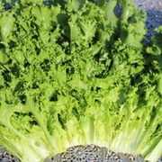 Endivien und Chicorée Endivien und Chicorée